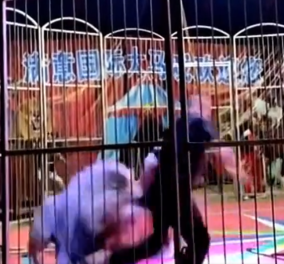 Σοκαριστικό βίντεο: Λιοντάρι επιτέθηκε και δαγκώνει τον θηριοδαμαστή του – Ουρλιάζουν οι θεατές, πανδαιμόνιο στο τσίρκο, δείτε - Κυρίως Φωτογραφία - Gallery - Video