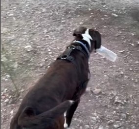 Η Σία Κοσιώνη βγάζει βόλτα τον "ταλαντούχο" σκύλο της: Μάζεψε όλα τα πλαστικά μπουκάλια & τα έριξε στα σκουπίδια - "Σε αυτήν την οικογένεια όλοι βοηθάμε" (βίντεο)