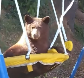 Ποιος είπε ότι οι αρκούδες δεν είναι όπως στα παραμύθια; Αυτό το παιχνιδιάρικο πλασματάκι αποφάσισε να κάνει κούνια (βίντεο)