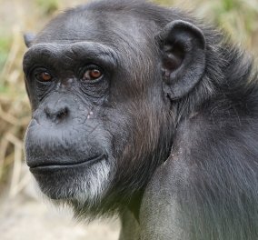Οι θηλυκοί χιμπατζήδες περνούν εμμηνόπαυση, όπως διαπιστώνει νέα μελέτη - Το 1/5 της ζωής τους με κλιμακτήριο