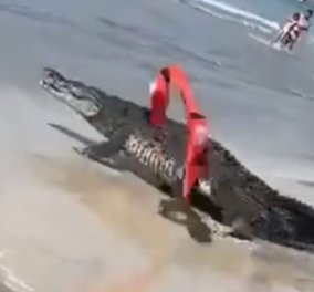 Σοκαριστικό βίντεο! Κροκόδειλος περπατάει ανάμεσα στους λουόμενους σε παραλία - Ο ναυαγοσώστης προσπαθεί να τον διώξει