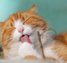 Είναι μύθος ότι οι γάτες γλείφονται για να καθαριστούν; Δείτε 7 λόγους για τους οποίους το κάνουν ! 