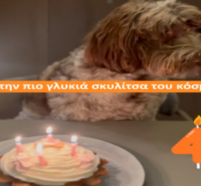 Φάρλι: Γενέθλια με τούρτα «dog cake» για τη σκυλίτσα του Στέφανου Κασσελάκη - Έγινε 4 ετών, το πάρτι που της ετοίμασαν (βίντεο) - Κυρίως Φωτογραφία - Gallery - Video