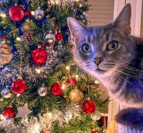 Οδηγός «επιβίωσης» για να συνυπάρξουν η γάτα και το χριστουγεννιάτικο δέντρο - εφαρμόστε τα 9 μυστικά για το καλύτερο αποτέλεσμα! 