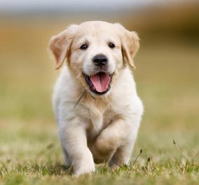 Δε μπορείτε να αποφασίσετε τι όνομα θα δώσετε στο σκυλάκι σας; Δείτε εδώ τα 10 πιο χαριτωμένα και διάσημα!