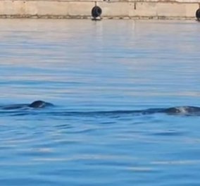 Φώκιες κολυμπούν στο λιμάνι του Ηρακλείου στην Κρήτη - Ανενόχλητες κάνουν τις βουτιές τους! - Κυρίως Φωτογραφία - Gallery - Video