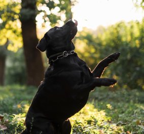 Τί είναι το σύνδρομο του μαύρου σκύλου & γιατί απασχολεί τους ειδικούς ; Μα είναι τόσο αξιολάτρευτα - Όπως όλα άλλωστε ! - Κυρίως Φωτογραφία - Gallery - Video