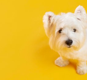Ποιες είναι οι συχνότερες ασθένειες για τα μικρόσωμα σκυλάκια και πώς μπορεί να γίνει η έγκαιρη πρόληψη ; - Κυρίως Φωτογραφία - Gallery - Video