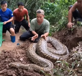 Ανακόντα στον Αμαζόνιο τρομάζει! Το μεγαλύτερο φίδι στον κόσμο - Φτάνει τα 7,5 μέτρα ζυγίζει 500 κιλά (βίντεο) - Κυρίως Φωτογραφία - Gallery - Video