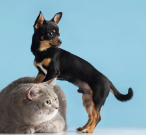 Η αιώνια κόντρα μεταξύ σκυλόφιλων και γατόφιλων ! Ποιό κατοικίδιο είναι προτιμότερο - Γάτα ή σκύλος; - Κυρίως Φωτογραφία - Gallery - Video