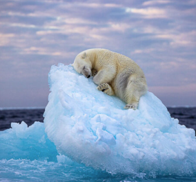 Δείτε την απίστευτη “ωραία κοιμωμένη” πολική αρκούδα - Ο φακός την έπιασε να κοιμάται ήρεμη σε ένα κομμάτι πάγου (φωτό) - Κυρίως Φωτογραφία - Gallery - Video