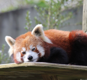 Γνωρίζετε τα κόκκινα panda ; Είναι πανέμορφα, με υπέροχο τρίχωμα, θυμίζουν λούτρινο αρκουδάκι ! - Κυρίως Φωτογραφία - Gallery - Video