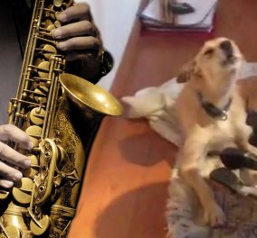 Το βίντεο της ημέρας: Σκύλος καλλιτέχνης τραγουδάει με τη συνοδεία σαξοφώνου! Δικός σας!  - Κυρίως Φωτογραφία - Gallery - Video