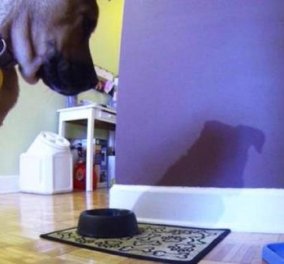 Ρεκόρ πωλήσεων για συσκευή που κάνει βίντεο - κλήση με το... σκύλο σας‏! (βίντεο) - Κυρίως Φωτογραφία - Gallery - Video