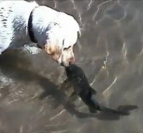 Σκύλος φιλάει ψάρι & στη συνέχεια κολυμπάει μαζί του -Το τρυφερό βίντεο που σαρώνει στο διαδίκτυο! - Κυρίως Φωτογραφία - Gallery - Video