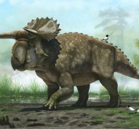 Nasatoceratops: Το νέο είδος δεινοσαύρου που ανακάλυψαν Αμερικανοί επιστήμονες - έχει κέρατα πάνω από τα μάτια - Κυρίως Φωτογραφία - Gallery - Video
