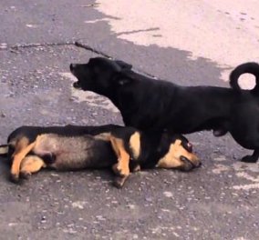 Τόσο τραγικό αλλά τόσο «ανθρώπινο»: Ένα σκυλάκι κάνει τα πάντα για να επαναφέρει στη ζωή τον νεκρό «φίλο» του (βίντεο) - Κυρίως Φωτογραφία - Gallery - Video