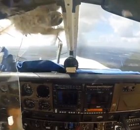 Τρομακτικό βίντεο - Πουλί σπάει το τζάμι μονοκινητήριου αεροσκάφους λίγο πριν την προσγείωση!!! (βίντεο) - Κυρίως Φωτογραφία - Gallery - Video