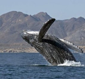 Το βίντεο της ημέρας - Στο Καστρί Κερατόκαμπου του Ηρακλείου ένας... τολμηρός έσωσε μία νεαρή φάλαινα! - Κυρίως Φωτογραφία - Gallery - Video
