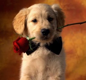 Αποκλειστικό: Γνωρίστε το Doggrin, το πρώτο site στην Ελλάδα για να βρείτε ταίρι στον σκύλο σας! Νόμιμες & δωρεάν αγγελίες για να ζευγαρώσει το σκυλάκι σας με το κατάλληλο, άλλο του μισό! (φωτό) - Κυρίως Φωτογραφία - Gallery - Video