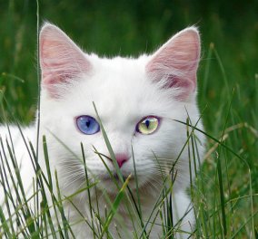 Αυτές οι γάτες είναι εκπληκτικές: έχουν διαφορετικό χρώμα σε κάθε μάτι τους! (φωτό) - Κυρίως Φωτογραφία - Gallery - Video