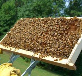Βρήκε 50000 μέλισσες μέσα στο...σπίτι του και απλά θελει να τις εγκαταστήσει σε ασφαλέστερο μέρος - Κυρίως Φωτογραφία - Gallery - Video