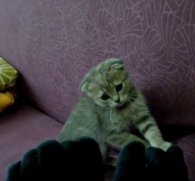 Το smile βίντεο της ημέρας: Γάτες VS κάλτσες σε μια αέναη ξεκαρδιστική μάχη