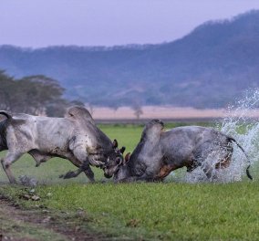 Συναρπαστικές εικόνες άγριας μετωπικής σύγκρουσης αρσενικών ταύρων για ''τα μάτια'' των θηλυκών