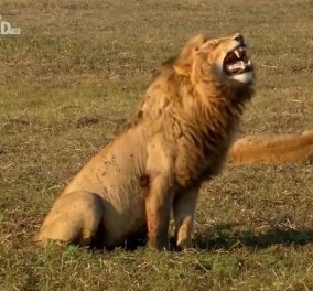 Απίστευτο βίντεο: Ένα μεγαλοπρεπές λιοντάρι γελάει με την ψυχή του, σαν άνθρωπος! - Κυρίως Φωτογραφία - Gallery - Video