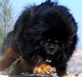  Θιβετιανό Μαστίφ: Γνωρίστε το μεγαλύτερο, δυνατότερο και ακριβότερο είδος σκύλου! Εσείς θα θέλατε ένα τέτοιο στο σαλόνι σας; (Φωτό) - Κυρίως Φωτογραφία - Gallery - Video
