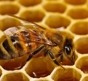 Η «γλυκιά» κλοπή της χρονιάς: Έκλεψαν 10 τόνους μέλι από μελισσοκόμο στην Κρήτη - Κυρίως Φωτογραφία - Gallery - Video