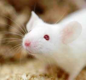 Απίθανο! Τα αρσενικά ποντίκια τραγουδούν ερωτικούς μελωδικούς υπερήχους για να γοητεύσουν τα θηλυκά!