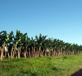 Bloomberg: Μύκητας τέρας απειλεί να εξαφανίσει όλες τις μπανάνες του κόσμου