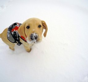 Γνωρίστε τον Jake: Το κουτάβι που εκπαιδεύεται για να σώζει ζωές στα χιόνια!