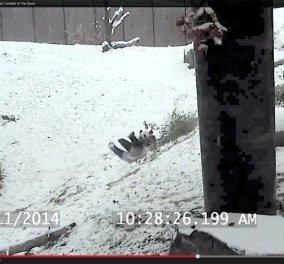 Η στιγμή της χαλάρωσης σας με αυτό το βίντεο: Ένα γλυκούτσικο μωρό panda παίζει στο χιόνι! - Κυρίως Φωτογραφία - Gallery - Video