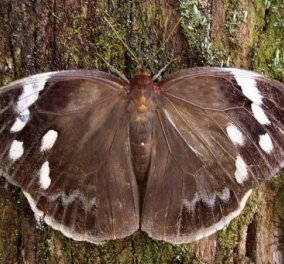 Η φύση εντυπωσιάζει & πάλι: Πεταλούδα μεταμορφώνεται & μιμείται το κεφάλι οχιάς