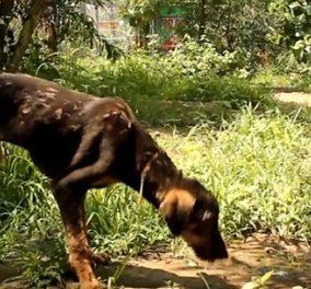 Dog Story of the day: Mια συγκινητική διάσωση καρέ καρέ ενός σκύλου που έπεσε σε ζεστή πίσσα & φαινόταν ότι θα πέθαινε αλλά.... (φωτό - βίντεο)  - Κυρίως Φωτογραφία - Gallery - Video