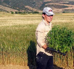 «Γλυκά» κέρδη αποφέρει η στέβια στους καλλιεργητές της - Το φυτό της φυσικής γλυκαντικής ουσίας, προσαρμόζεται άριστα στο ελληνικό περιβάλλον!