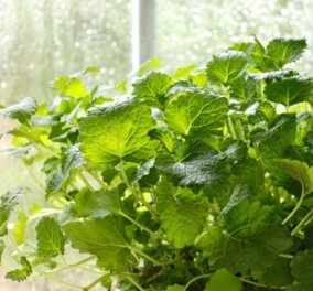 Λεβάντα, βασιλικός & λουίζα: Αυτά είναι τα φυτά που διώχνουν τα κουνούπια για να... εξοπλίσετε το μπαλκόνι σας! - Κυρίως Φωτογραφία - Gallery - Video