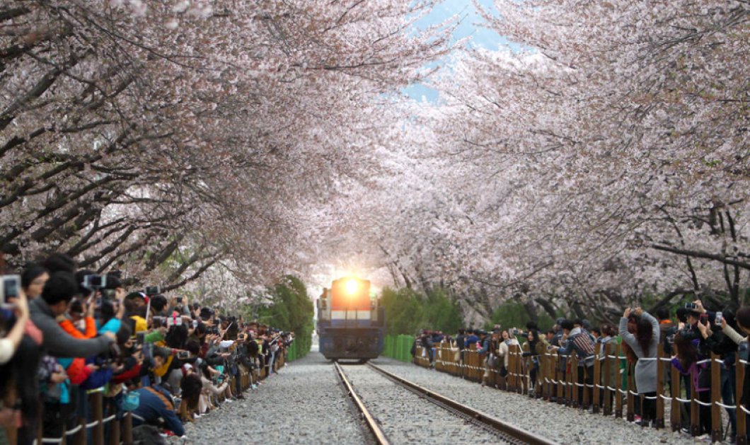 08/4/2015 - Eκπληκτική φωτό με το τραίνο να διασχίζει τις ράγες κάτω από τις ανθισμένες κερασίες στη Ν. Κορέα! Picture: Xinhua /Landov / Barcroft Media 