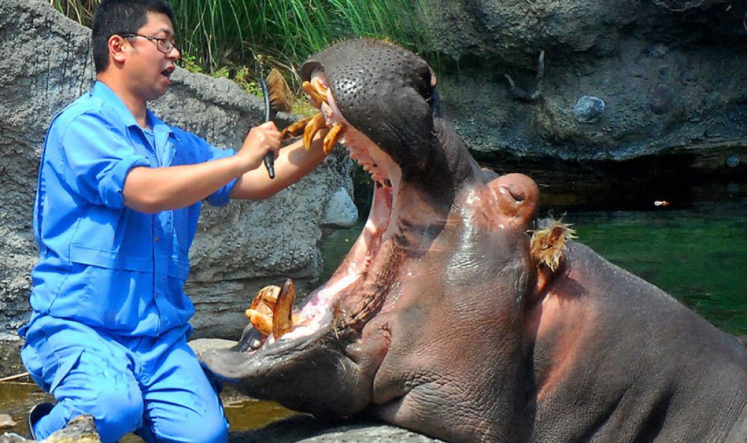 1/6/2015 - Ποιος σας είπε ότι και οι ιπποπόταμοι δεν έχουν τον οδοντίατρο τους; Εκπληκτική φωτό! Picture: The Asahi Shimbun/Getty Images