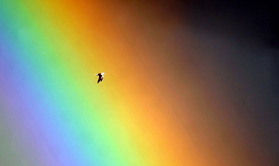 2/6/2015 - Εντυπωσιακή φωτό με πρωταγωνιστή έναν γλαύρο που απολαμβάνει την βόλτα του στον χρωματιστό ουρανό του Μπέλφαστ-Picture: Alan Lewis/PhotopressBelfast.co.uk 