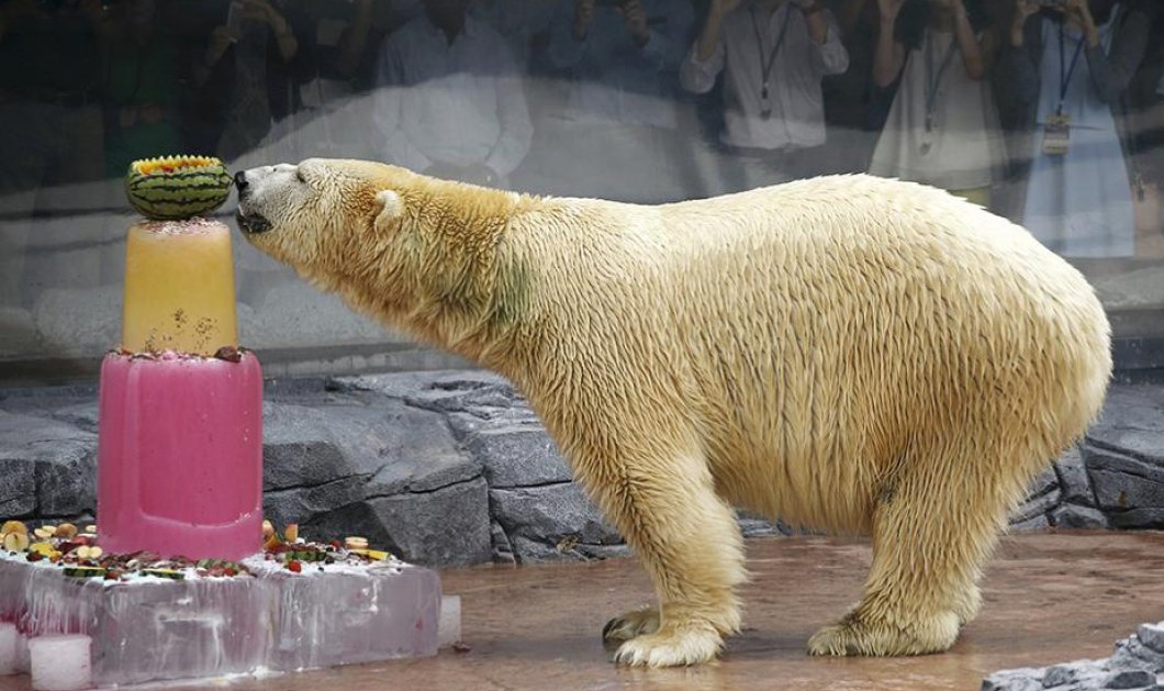 Η Inuka, η πρώτη πολική αρκούδα που γεννήθηκε και μεγάλωσε σε τροπικές περιοχές, απολαμβάνει μια τούρτα παγωτό για τα 25α γενέθλιά της στο ζωολογικό κήπο της Σιγκαπούρης - Picture: REUTERS / Edgar Su