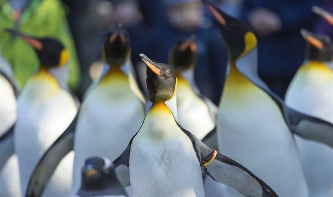 Αυτοκρατορικοί πιγκουίνοι σε ζωολογικό κήπο της Βασιλείας, στην Ελβετία - Picture: EPA / GEORGIOS KEFALAS