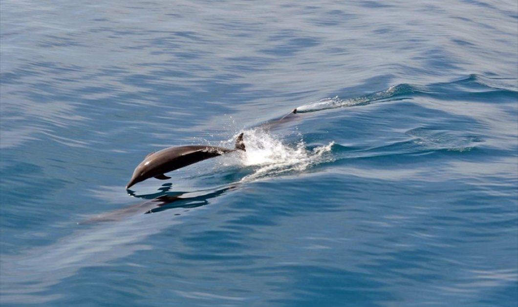 Δελφίνια ακολουθούν το πλοίο από την Ηγουμενίτσα προς την Κέρκυρα & μας θυμίζουν ότι το καλοκαίρι έρχεται - ΑΠΕ-ΜΠΕ / ΜΠΟΥΓΙΩΤΗΣ ΕΥΑΓΓ 