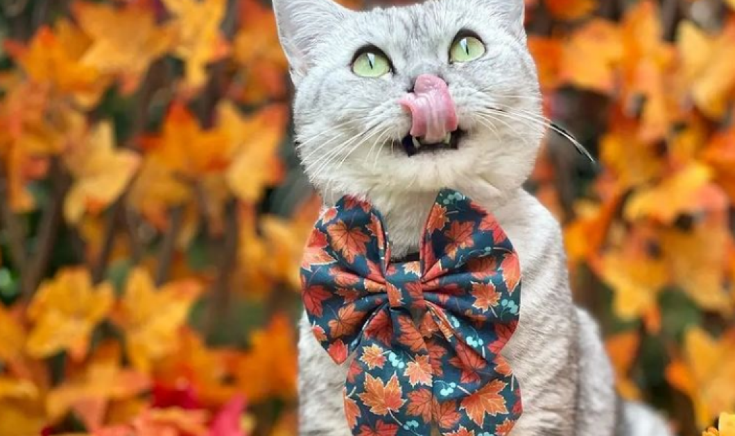 Φωτό ημέρας η πανέμορφη φθινοπωρινή γατούλα - έξω η γλώσσα αφού "fall is in the air" @silverglowsnowbelle