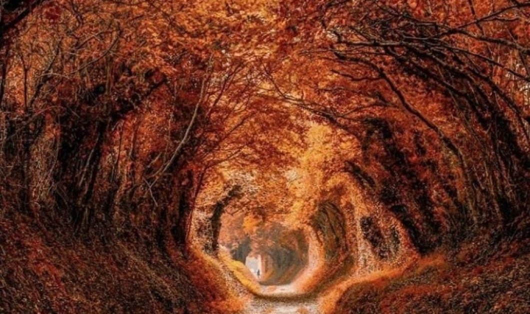 Φωτό ημέρας: Ένα εντυπωσιακότατο τούνελ από δέντρα/ Photo: @arronstruttphotography - @fubiz/instagram