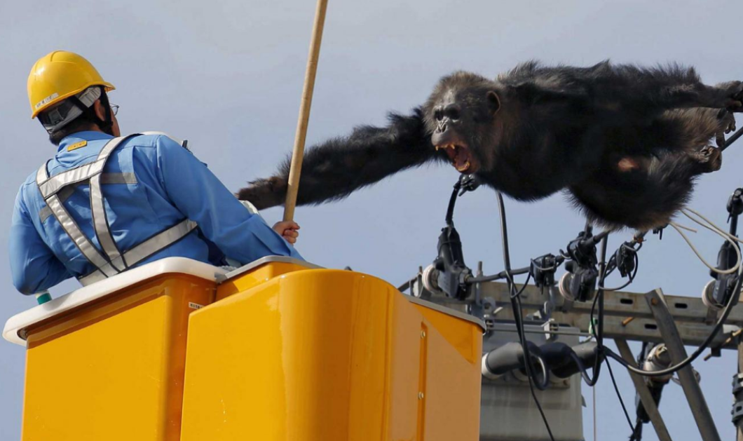 Φωτο ημέρας: Τα νεύρα στα ..κάγκελα ενος χιμπατζή ετοιμου να φάει τον ανθρωπο που πάει να τον συμμαζέψει πισω στο ζωολογικό κήπο  