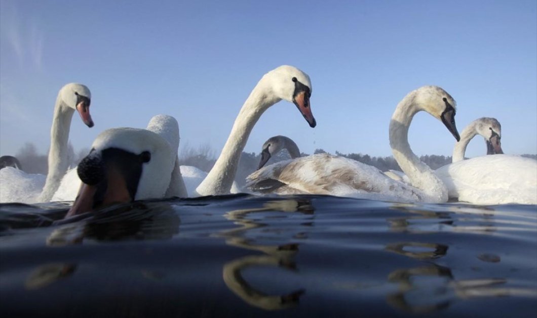 Κύκνοι κολυμπούν σε λίμνη στα περίχωρα του Μινσκ, στη Λευκορωσία - Picture: REUTERS / VASILY FEDOSENKO