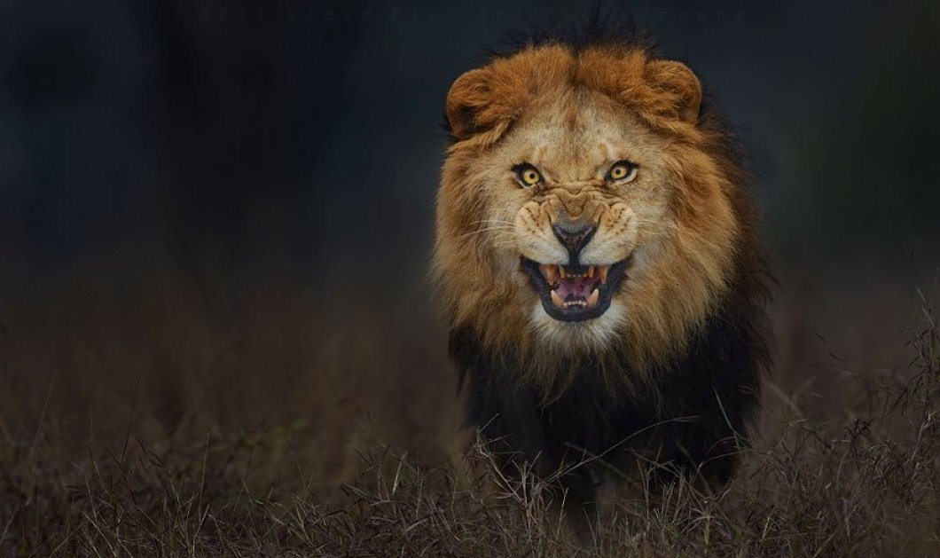 12/4/15: Στο τσακ γλίτωσε τον θάνατο ο φωτογράφος που τράβηξε αυτή τη φωτό του αγριεμένου λιονταριού!